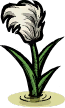 Thimble Reed