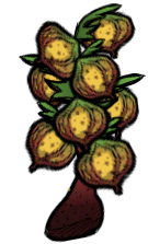 Grubfruit Plant
